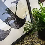 Picasso Suites