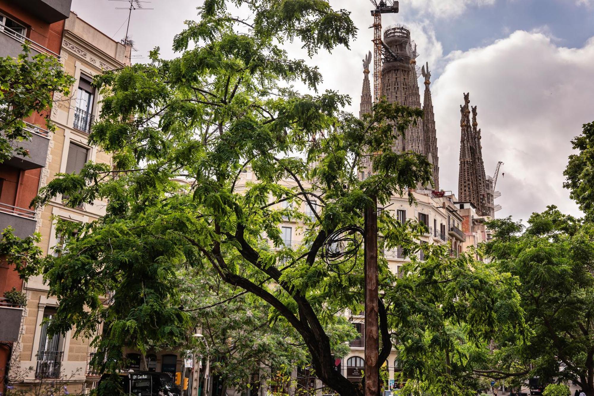 Sweett - Rosemarine Apartamento Barcelona