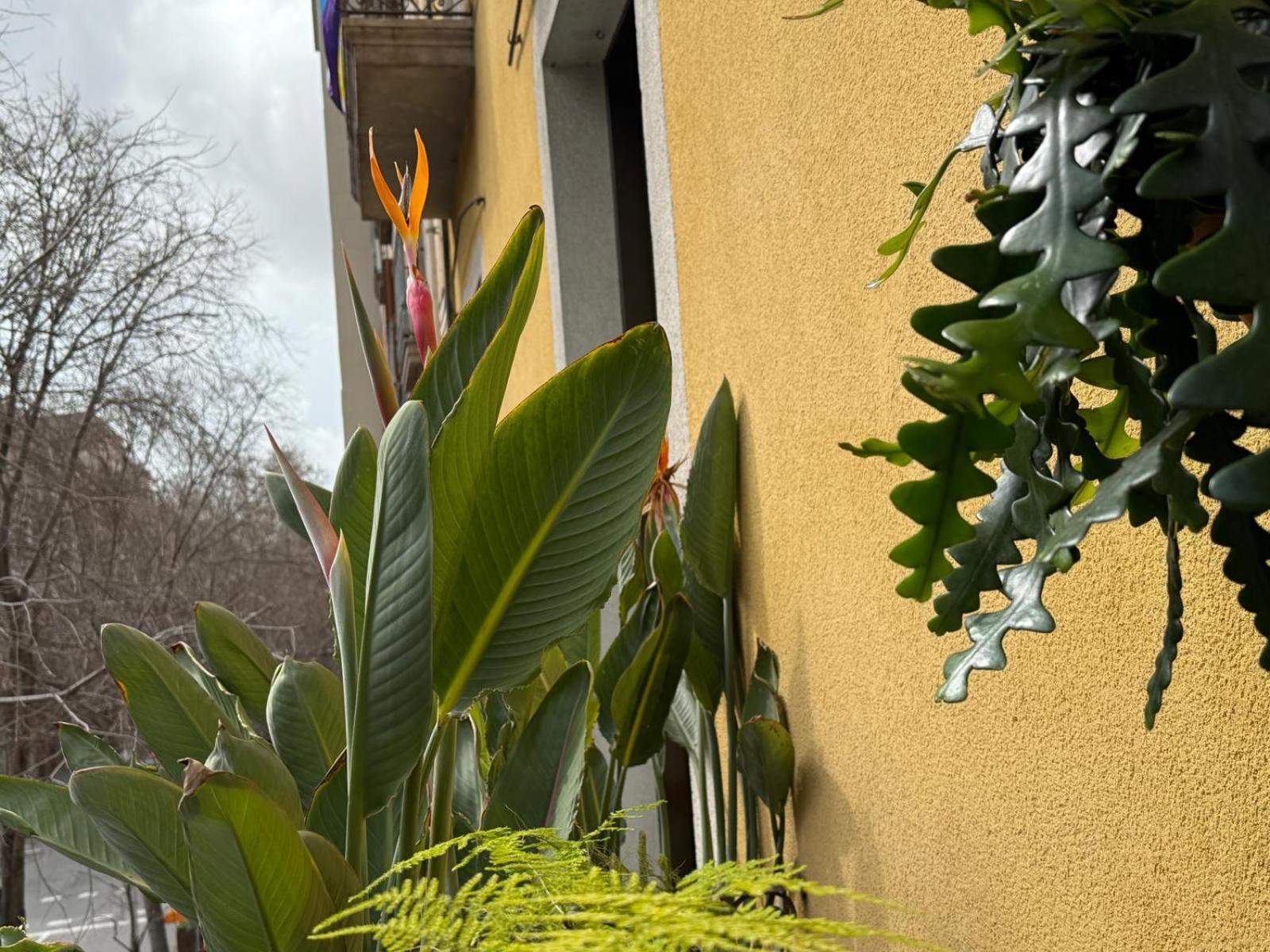 Plaza Goya Guest house